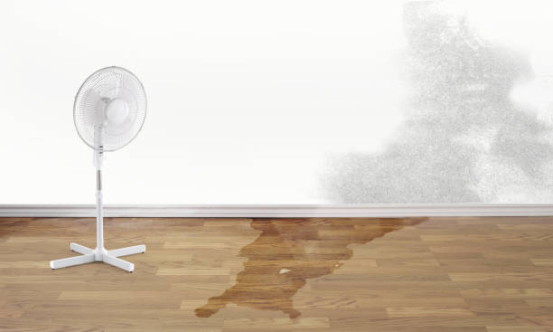 Best Water damage contractors near me  in Bethel Island, CA